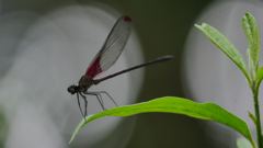 insect closeup