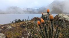 foggy highland lake with orange plant spikes