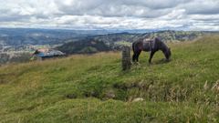 horse on hillside