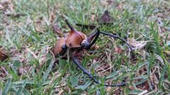 insect closeup