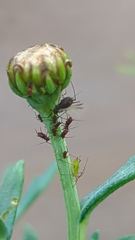 flower or plant closeup