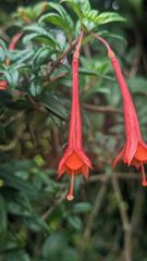 red hanging flower