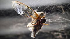 insect closeup
