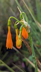 orange hanging flower