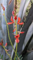 flower or plant closeup