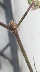insect closeup