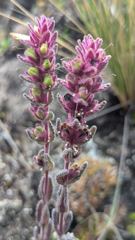 purple flower spike