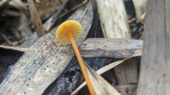 tiny yellow mushroom