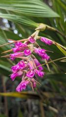 purple flower cluster