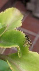 insect closeup