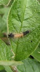 insect closeup