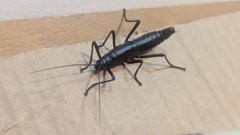 long-legged insect