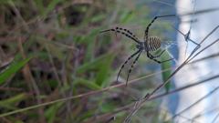 slender insect close-up