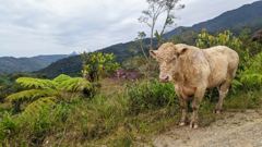 domestic animal