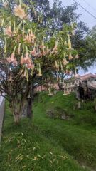 flowering vegetation