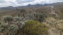 shrubby mountain basin
