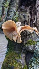 mushroom or fungus closeup