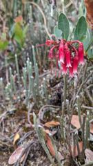 red hanging flower