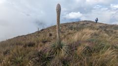 paramo hillside with tall plant spike
