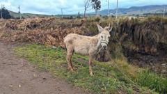 grazing domestic animal