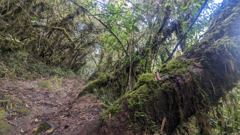 narrow wooded trail