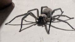 insect closeup