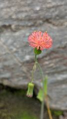 flower or plant closeup