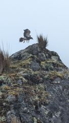 bird visible in scene