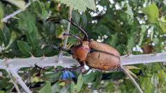 insect closeup