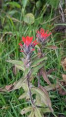 flower or plant closeup