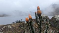 foggy highland lake with orange plant spikes