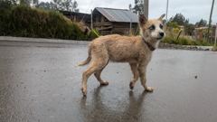 domestic animal