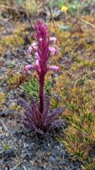 flower or plant closeup