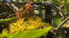 insect closeup