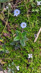 flower or plant closeup