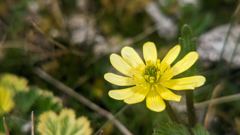 flowering plant