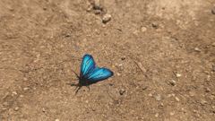 blue butterfly on dirt
