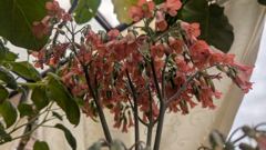 flower or plant closeup