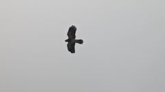 bird silhouette against gray sky
