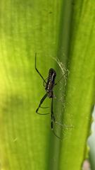 insect closeup