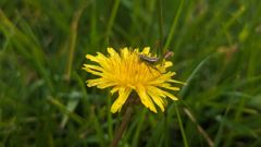 yellow flower