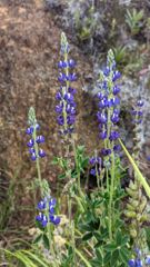 flower or plant closeup