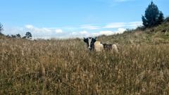 cow in high grass