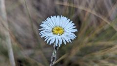 white daisy-like flower