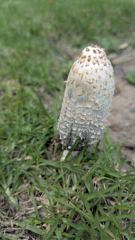 mushroom or fungus closeup