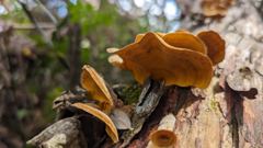 fungus on log