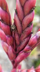 flowering plant