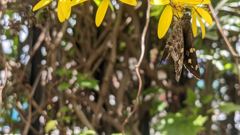 flower or plant closeup