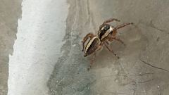 arthropod on wall