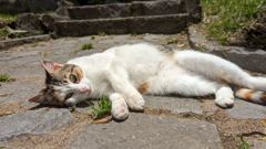 domestic animal